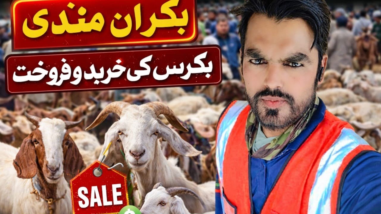 ویڈیو میں آپ دیکھیں گے:منڈی کا اصل ماحول🏪بکرے کی قیمتیں اور مقابلہ💰ہمارا انتخاب اور خریداری کا عمل ✅