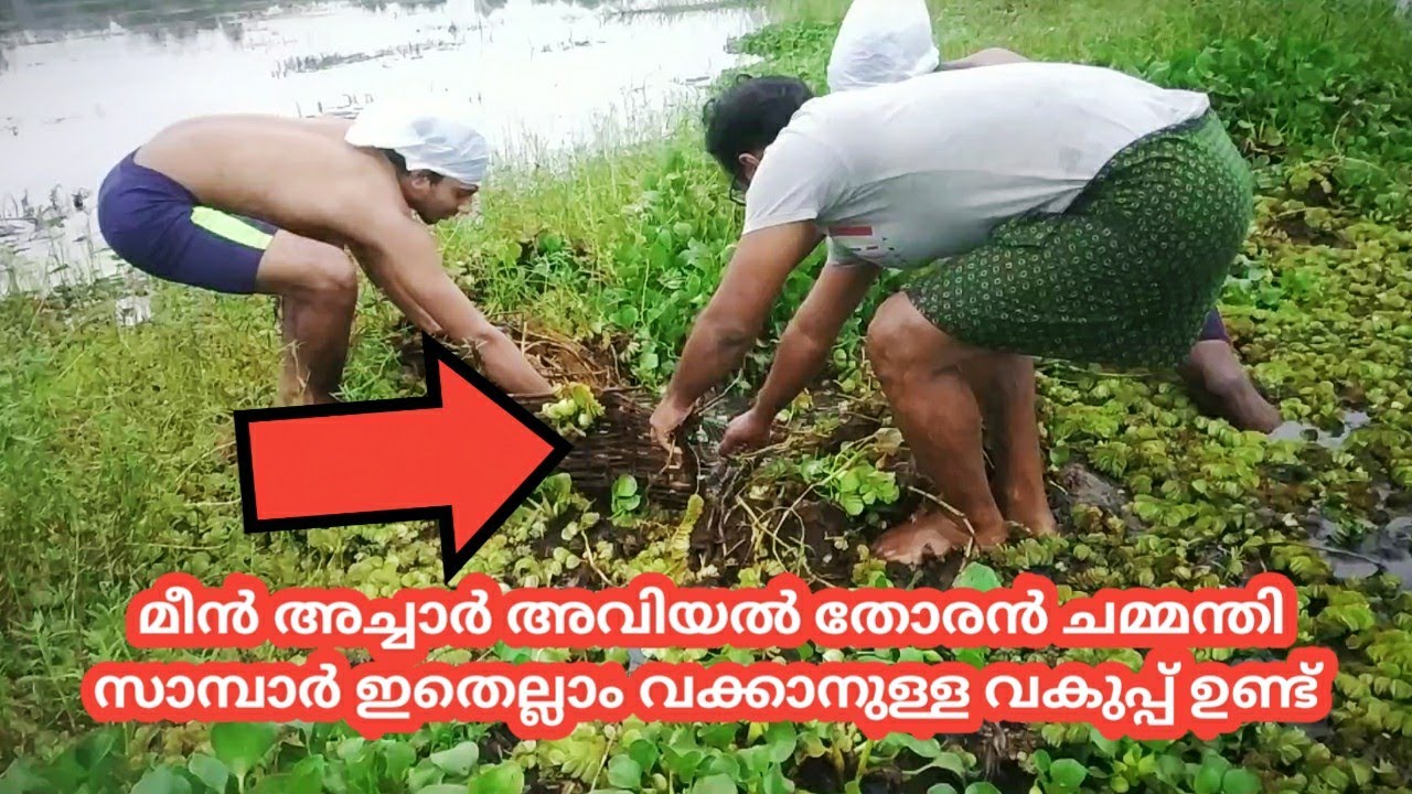 പാടത്തു വെള്ളം വറ്റിച്ചു, കൂടുവച്ചപ്പോൾ😍|traditional fishing kerala🐬|#fishnfishonly#snakeheadfishing
