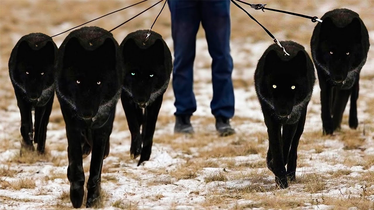 10 Blackest Dog Breeds