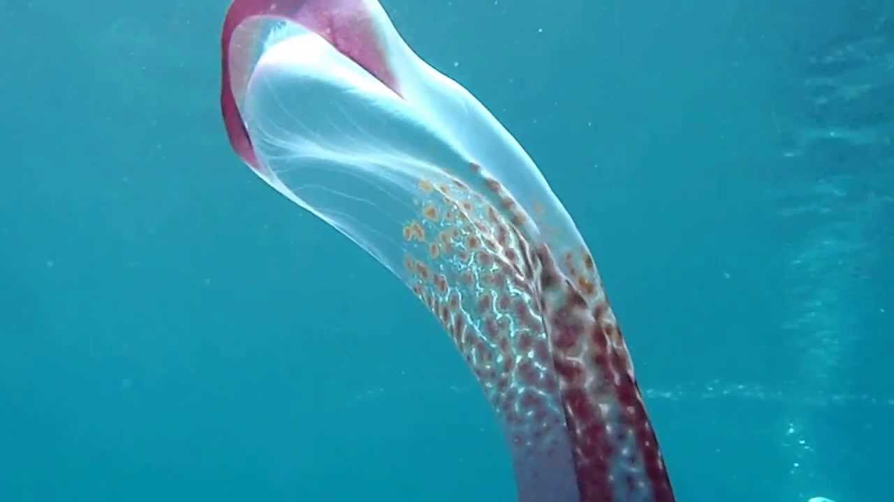 ムラサキダコのマント Blanket Octopus　