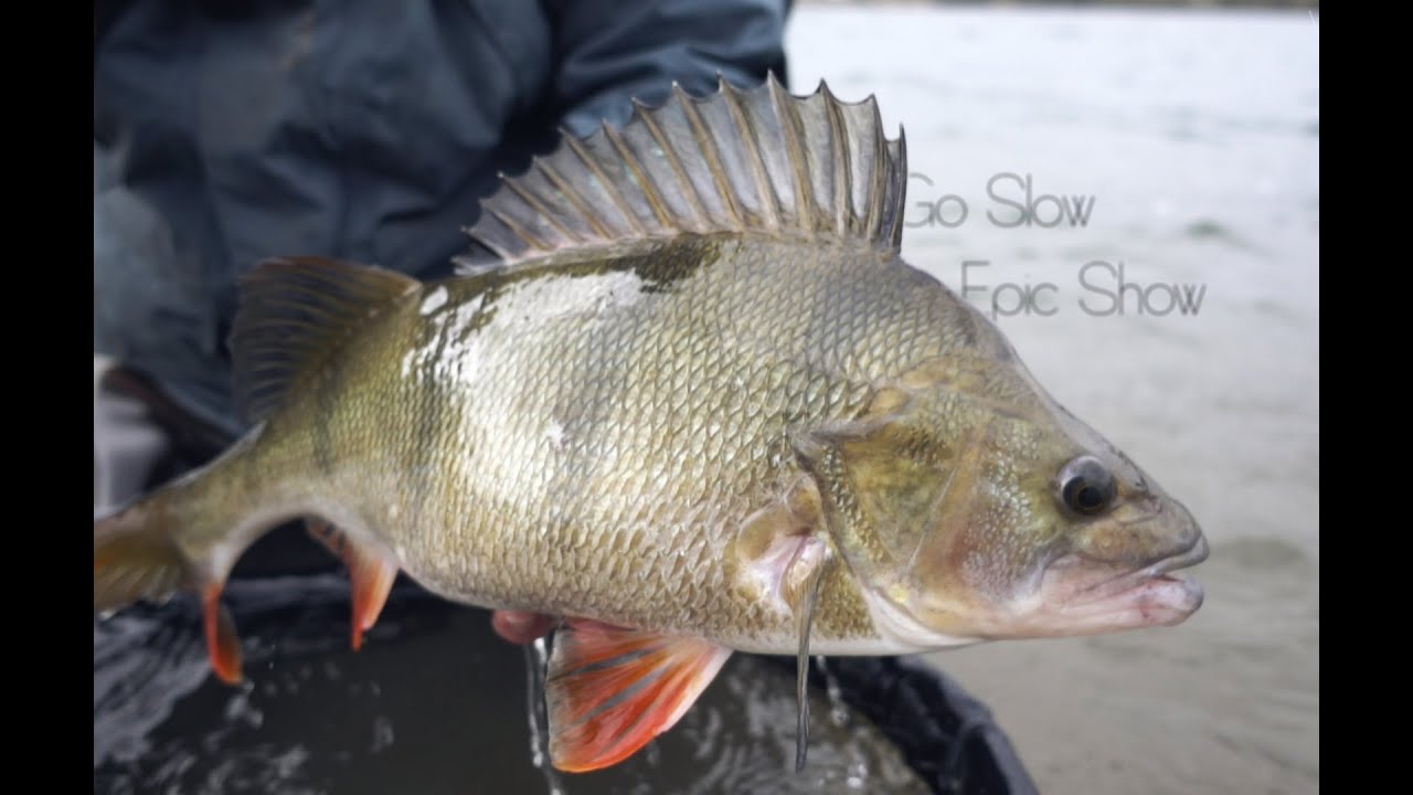 VisTD - Go Slow, Epic Show - Winter Perch