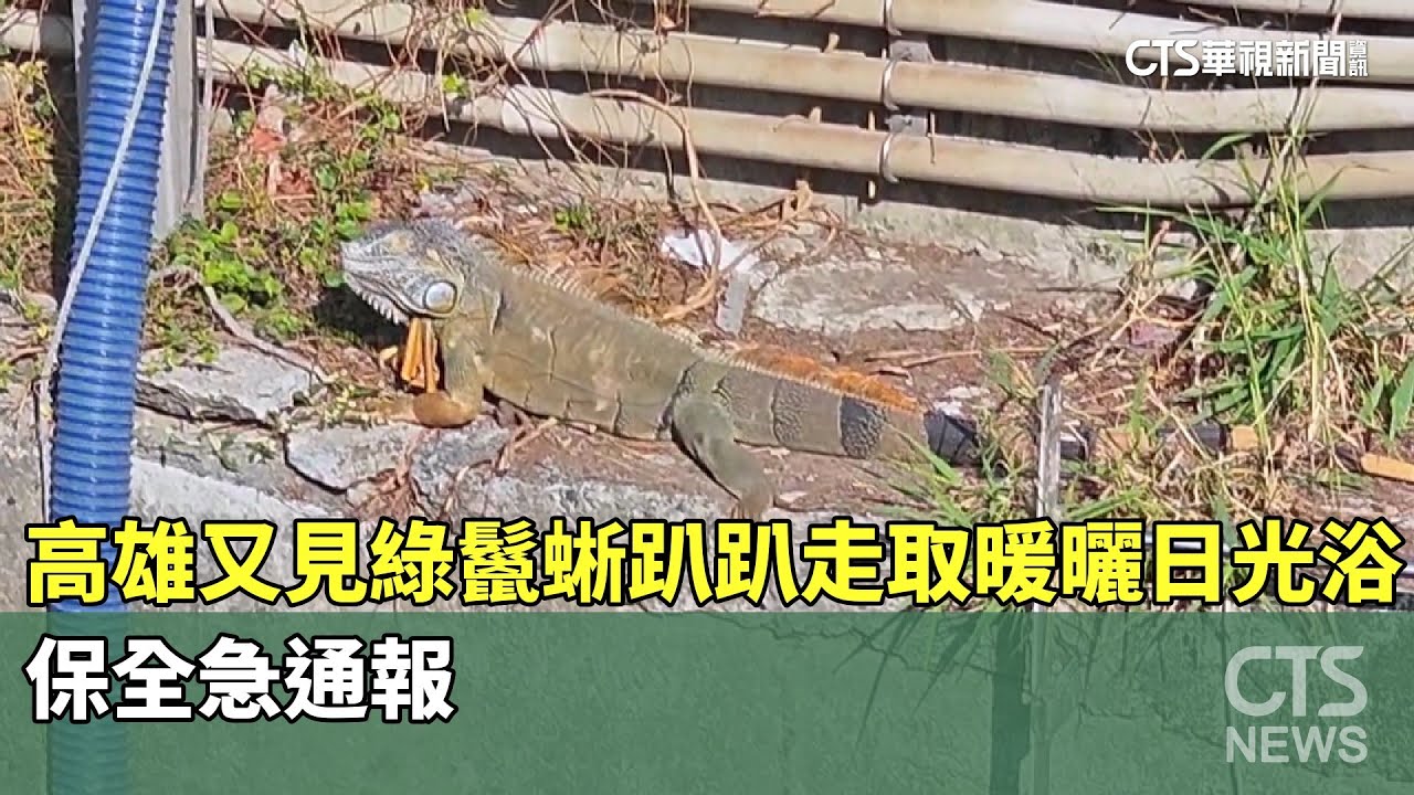 高雄又見綠鬣蜥趴趴走「取暖曬日光浴」　保全急通報｜華視新聞 20251222 @CtsTw