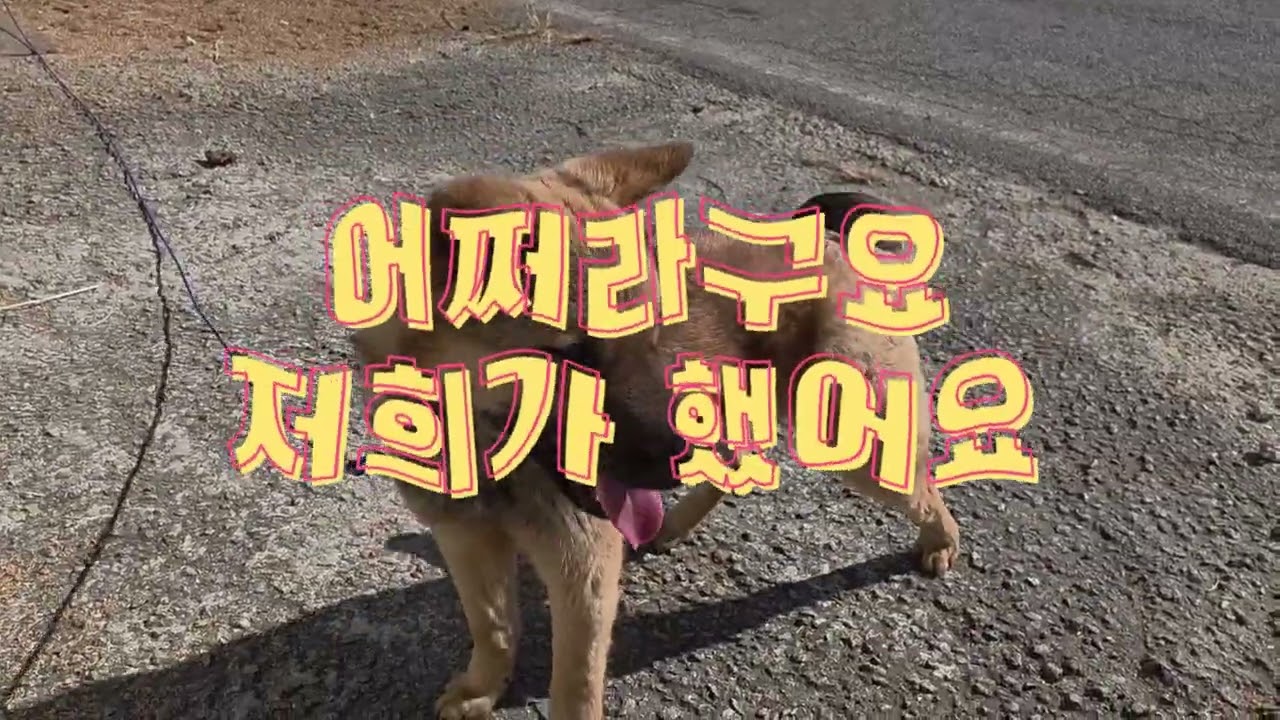 시골 강아지 낭만이 에게 생긴 새로운 변화