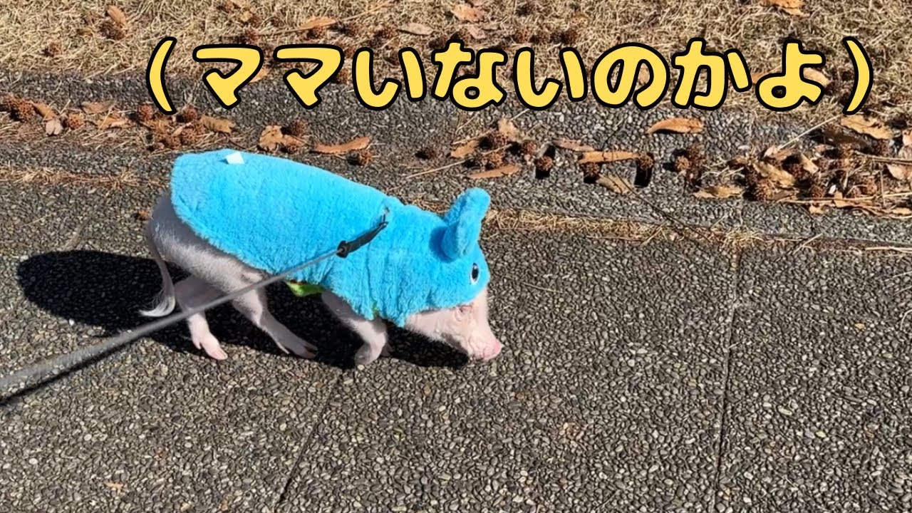 【散歩】マイクロブタと鶴見緑地公園！
