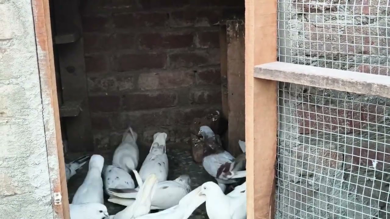 Shok karo aap sabhi bhai 🕊️ Panjabi kabutar o ka 