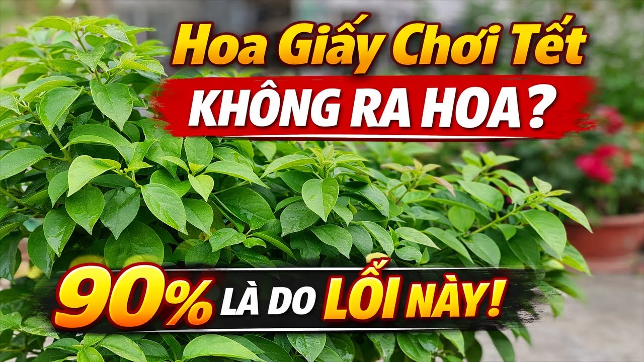 Hoa Giấy Tết Không Ra Hoa - 90% Là Do Lỗi Này ?