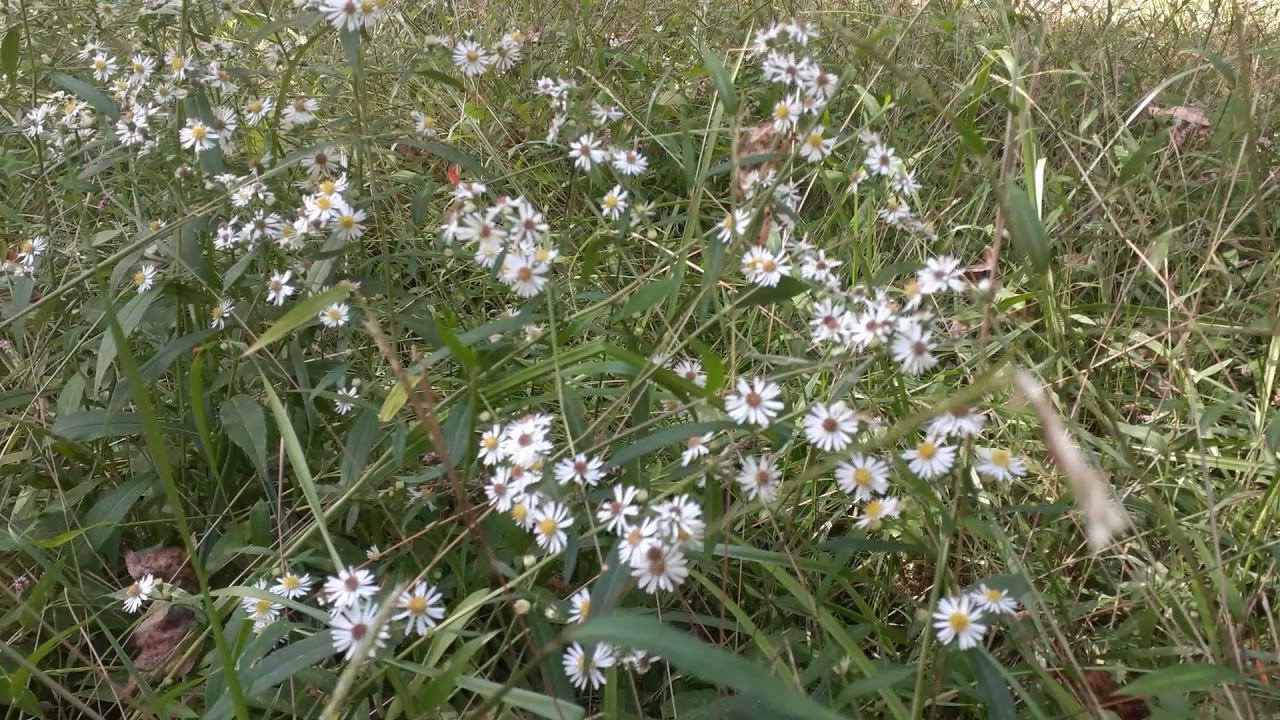 Important herb to know, white aster