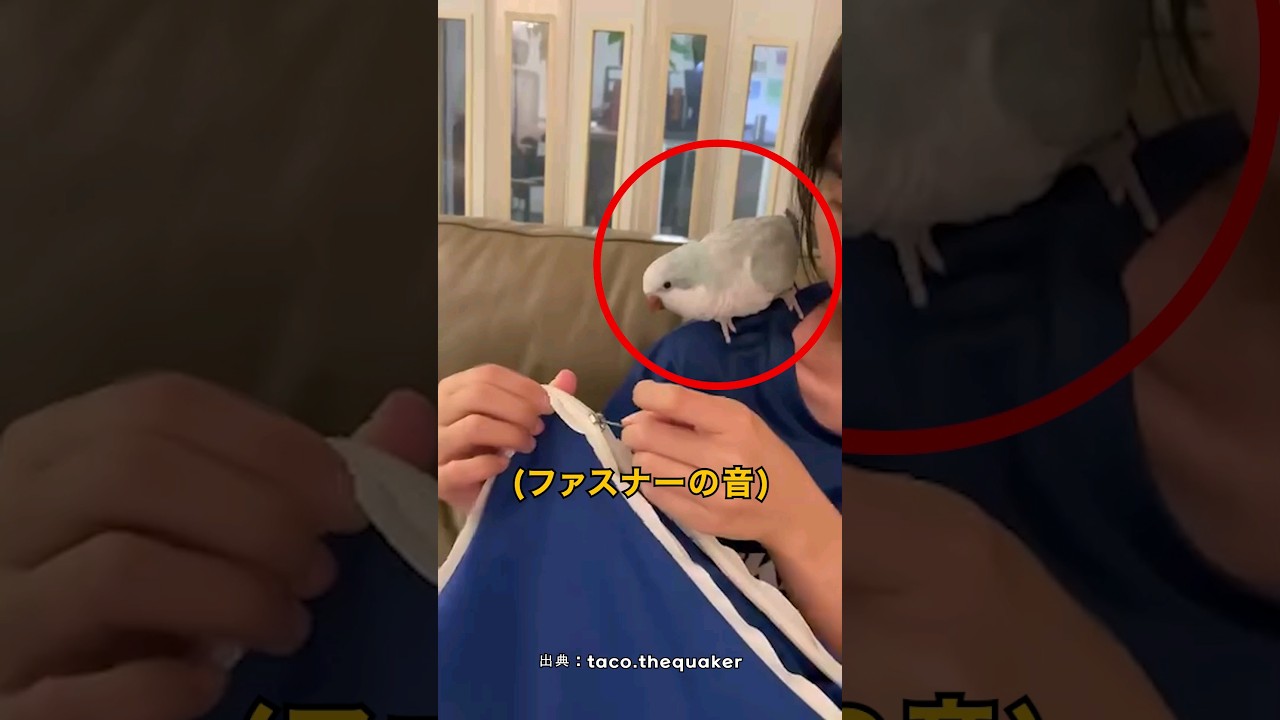何でも真似するオウム