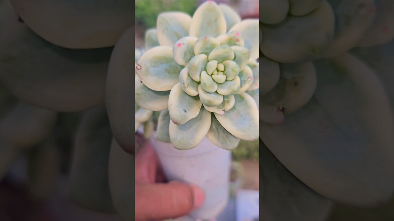 SEDUM CLAVATUM VARIEGADO #suculentas #plantas #flores #jardin #cactus