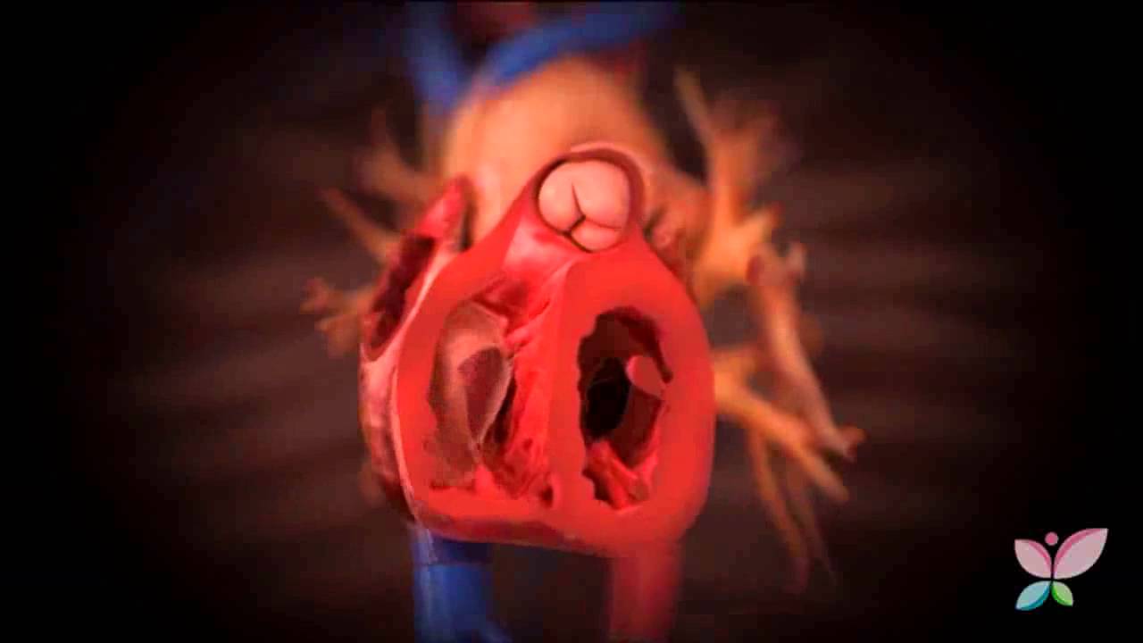 El funcionamiento del sistema circulatorio