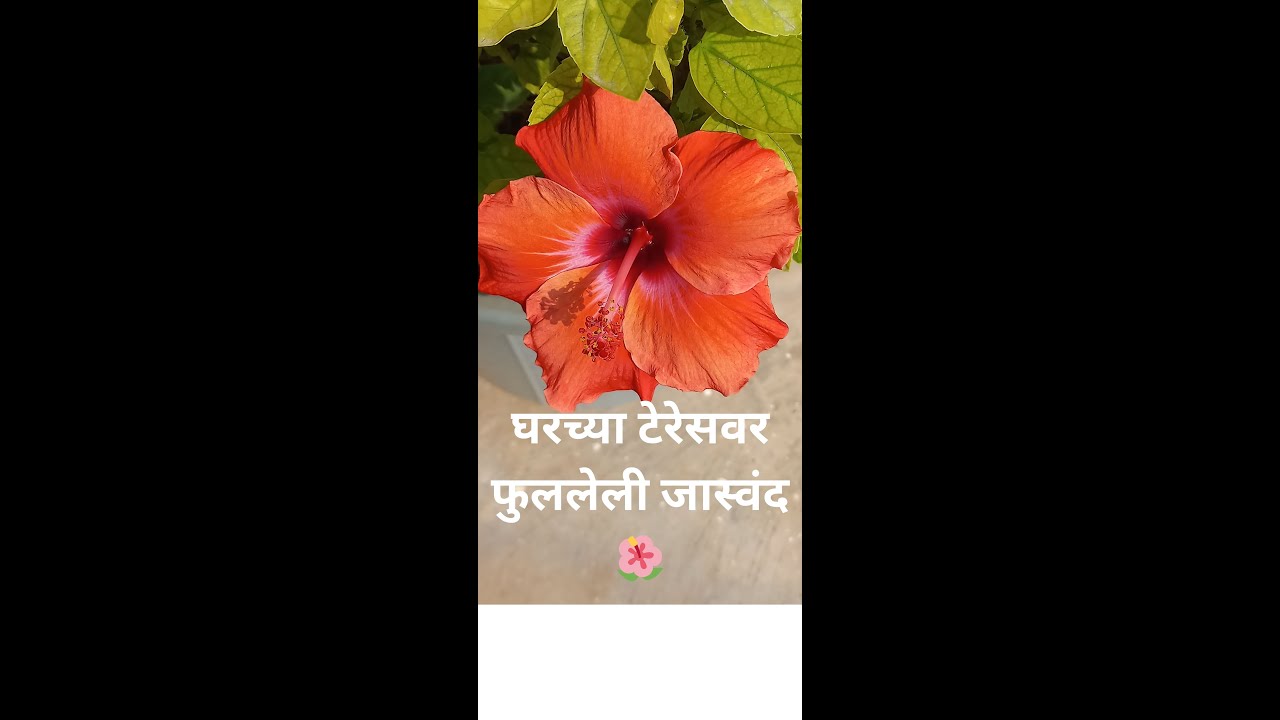 माझ्या टेरेस गार्डन मधील 5 प्रकारचे जास्वंद 🌺 | Terrace Garden Flowers