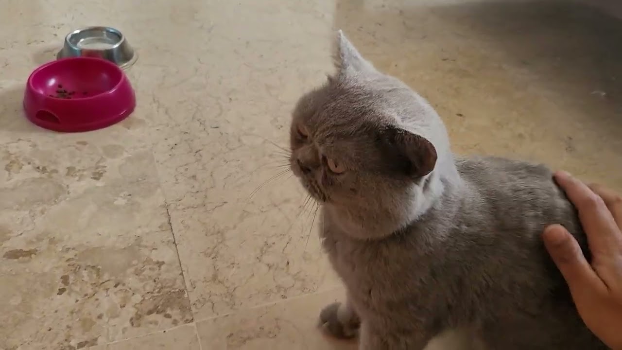 Mengobati kucing stres flu pilek