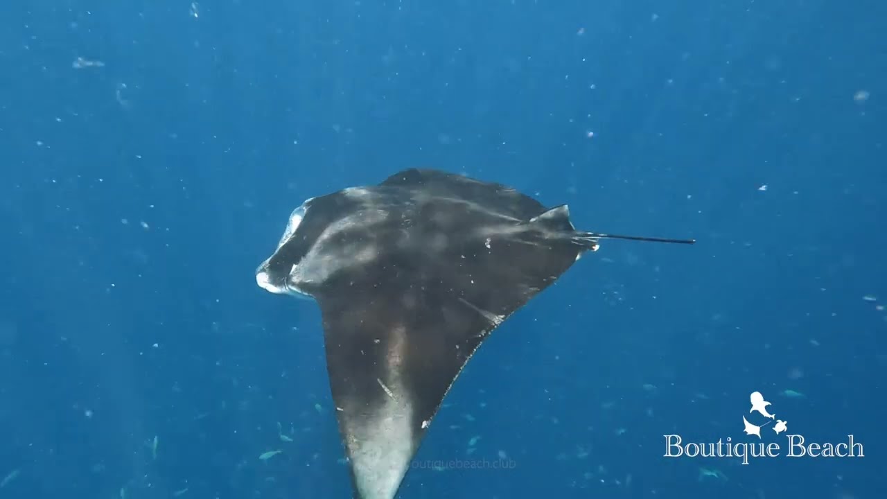 05.03.26 - Whale Shark & Manta Ray. Dives at Manta Point, Bodufinulhoo Thila & Bodu Thila Maldives.