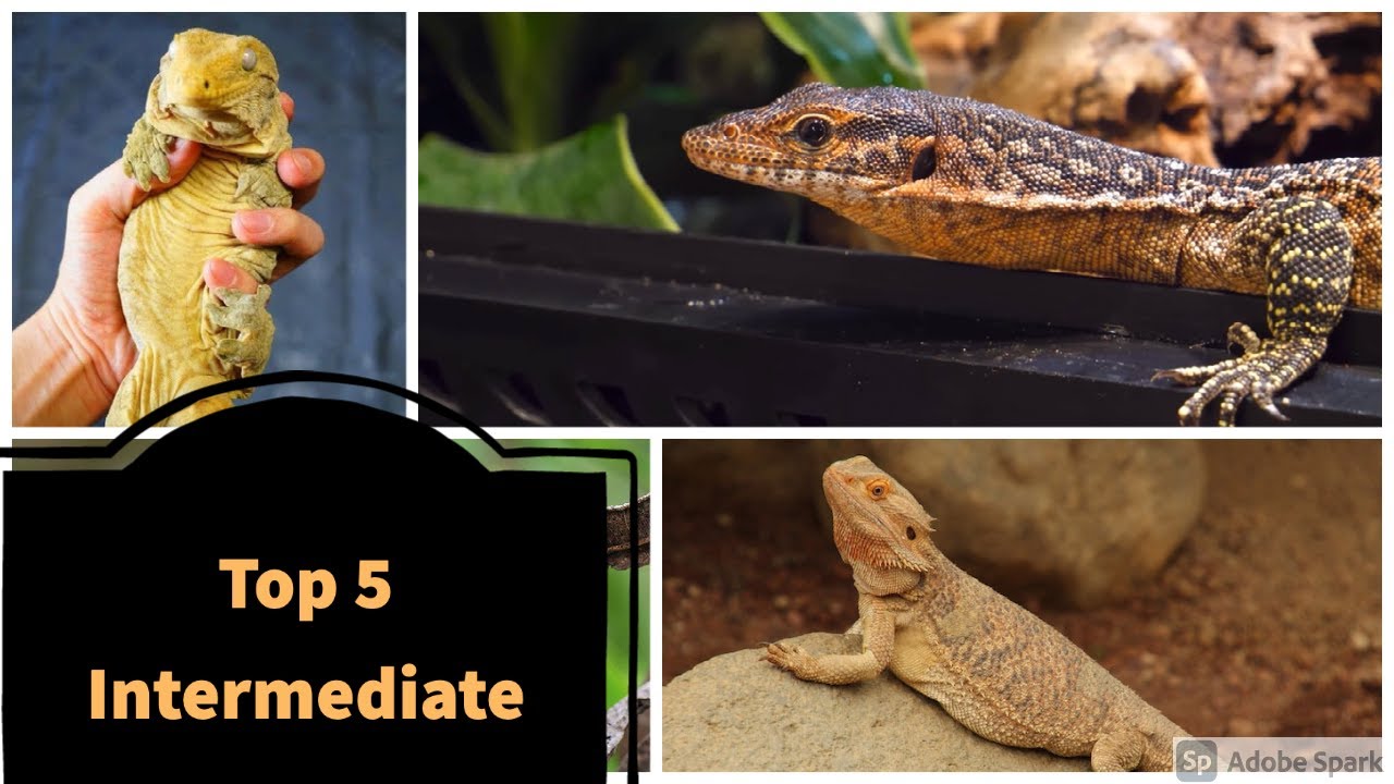 Top 5 Best Intermediate Reptiles