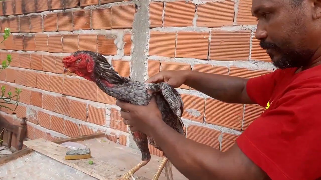 Criatório sousa moraes-Mostrando um pouco pra vocês minhas criações. 