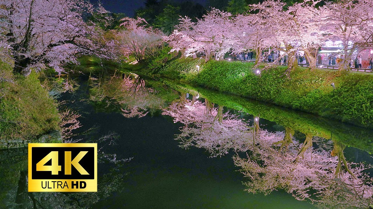 弘前公園 満開の夜桜リフレクション【桜追い：青森編】