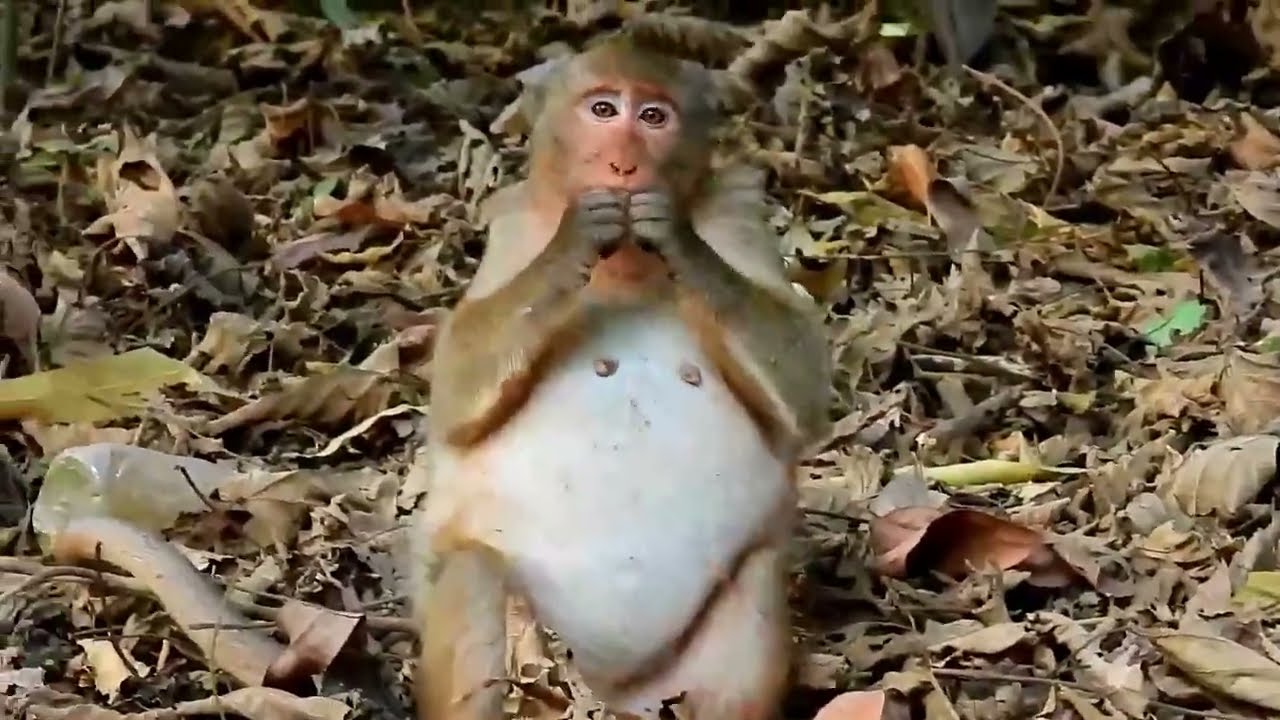 Monkey Grab In Cambodia Good All Monkeys In Khmer #092