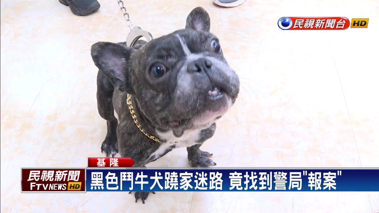 迷路知道找警察? 法國鬥牛犬闖警局求回家－民視新聞