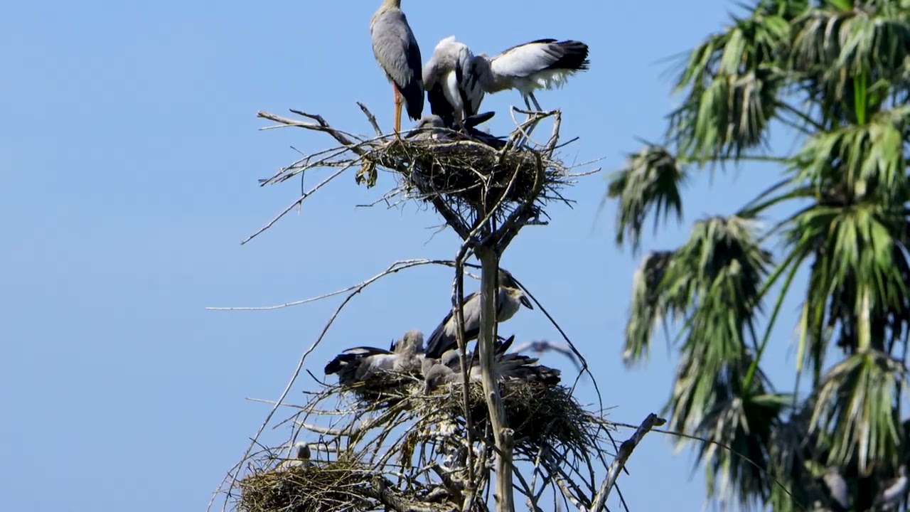 So Amazing Of Bird Life In Avian Flooded Tree