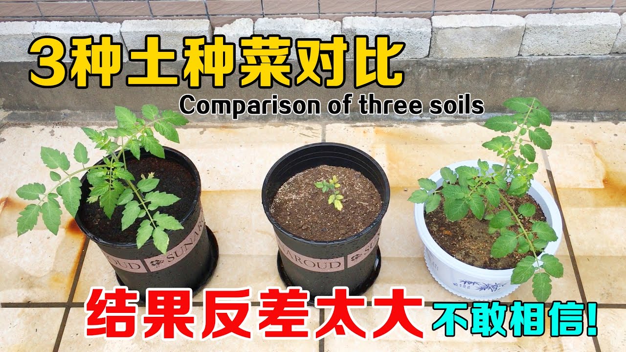 沙土、椰糠、营养土，哪种土种菜效果更好？结果的反差太大，新手谨慎用土！|Comparison of vegetable planting effects in three soils