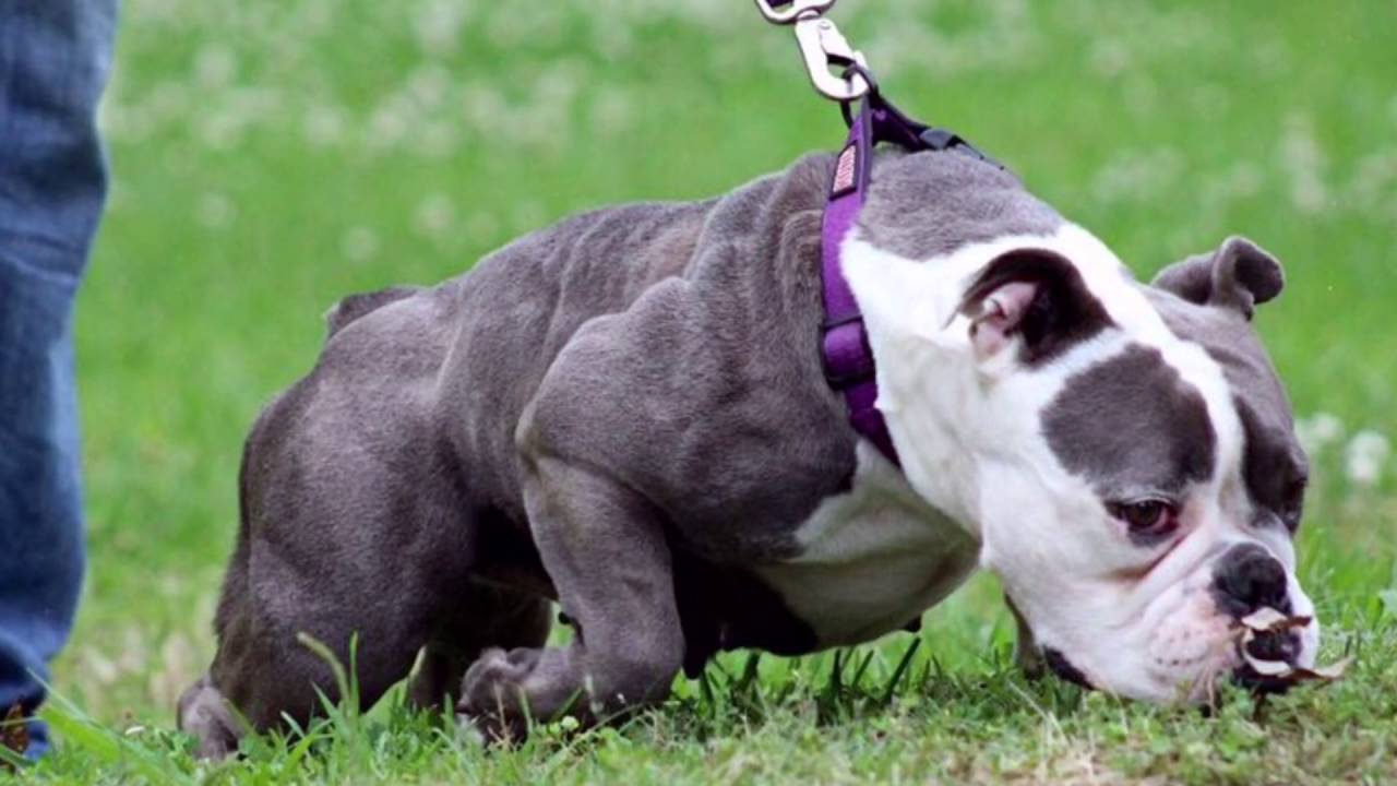 M.E.B. Pacific Bulldogs