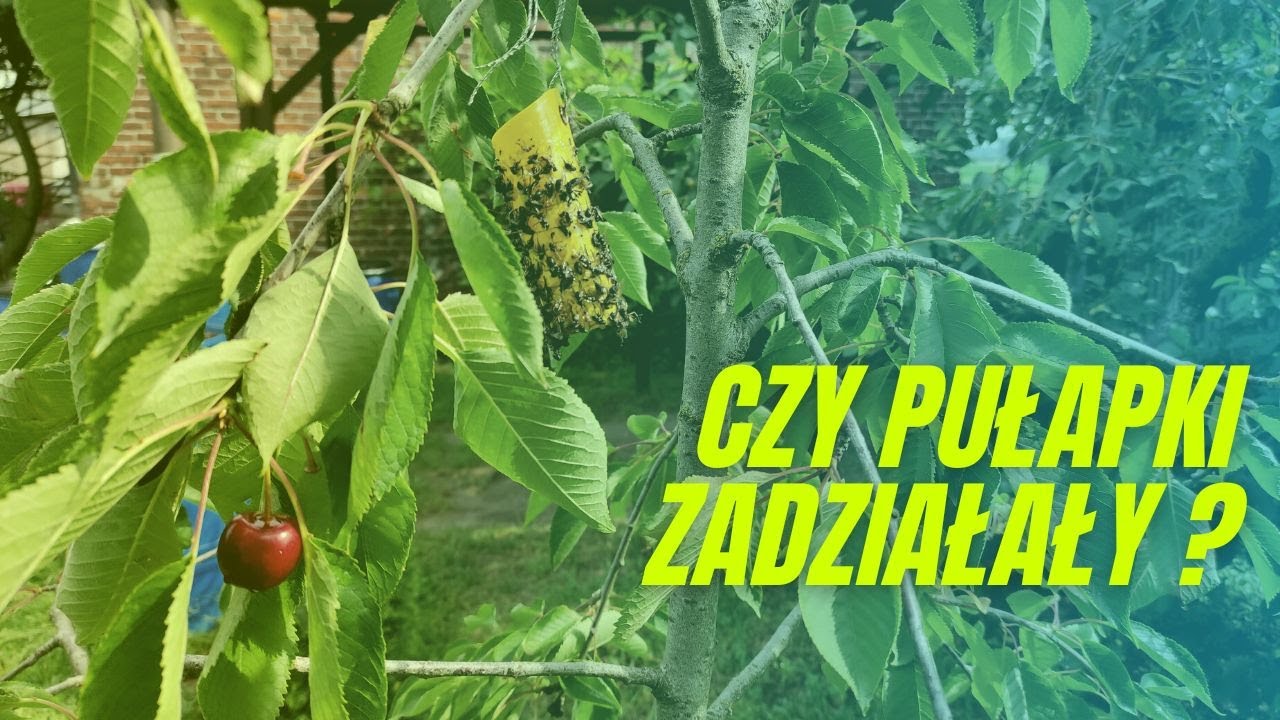 Jak sprawdziły się pułapki na czereśniach?