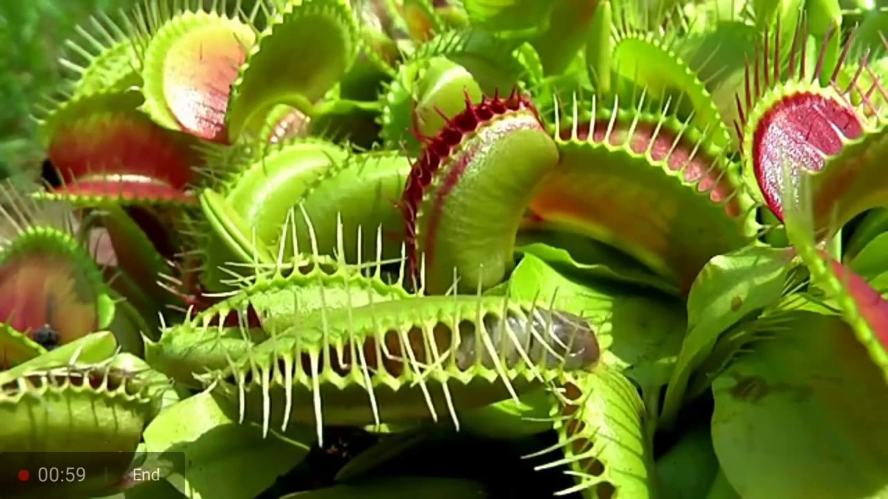 venus flytrap collection