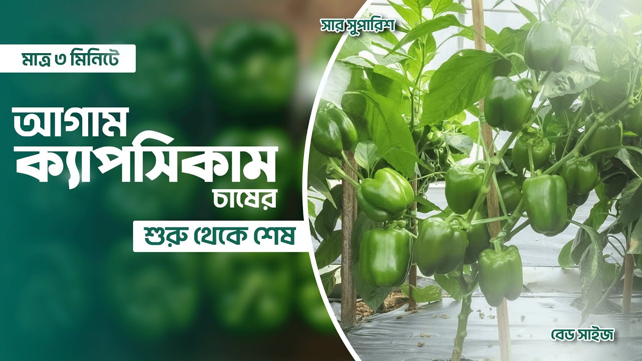 মাত্র ৩ মিনিটেই শিখে ফেলুন ক্যাপসিকাম চাষের খুঁটিনাটি ! Agro1 Seed
