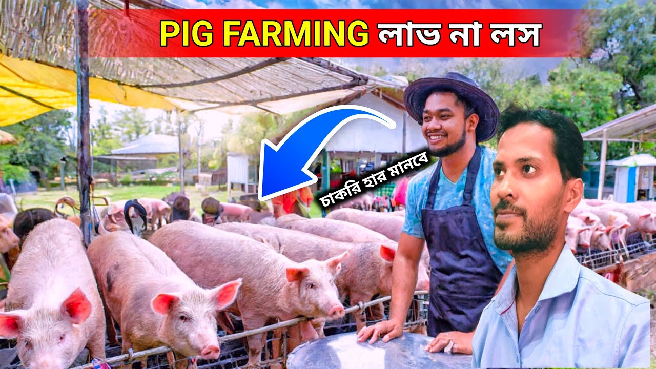 12 টি শুকর থেকে আয় ও ব্যয় || কিভাবে শুরু করবেন pig farm || pig farming in west bengal || pig