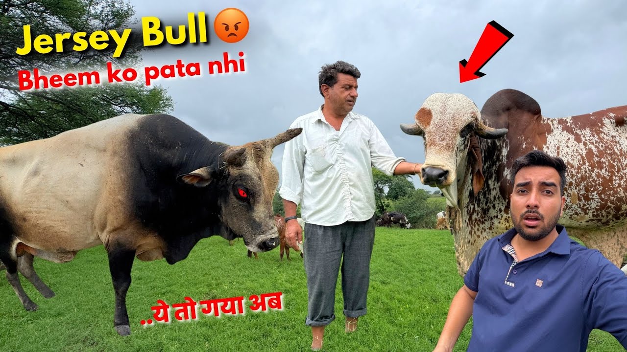 Jersey Bull aa gya hai🐂😡Bheem ko pta bhi nhi😱Ab kya hoga