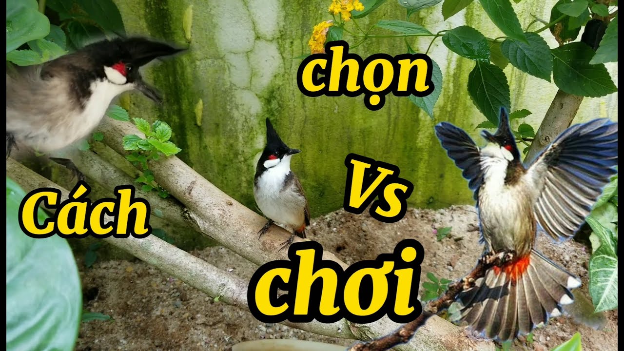 Cách chọn và chơi chim chào mào