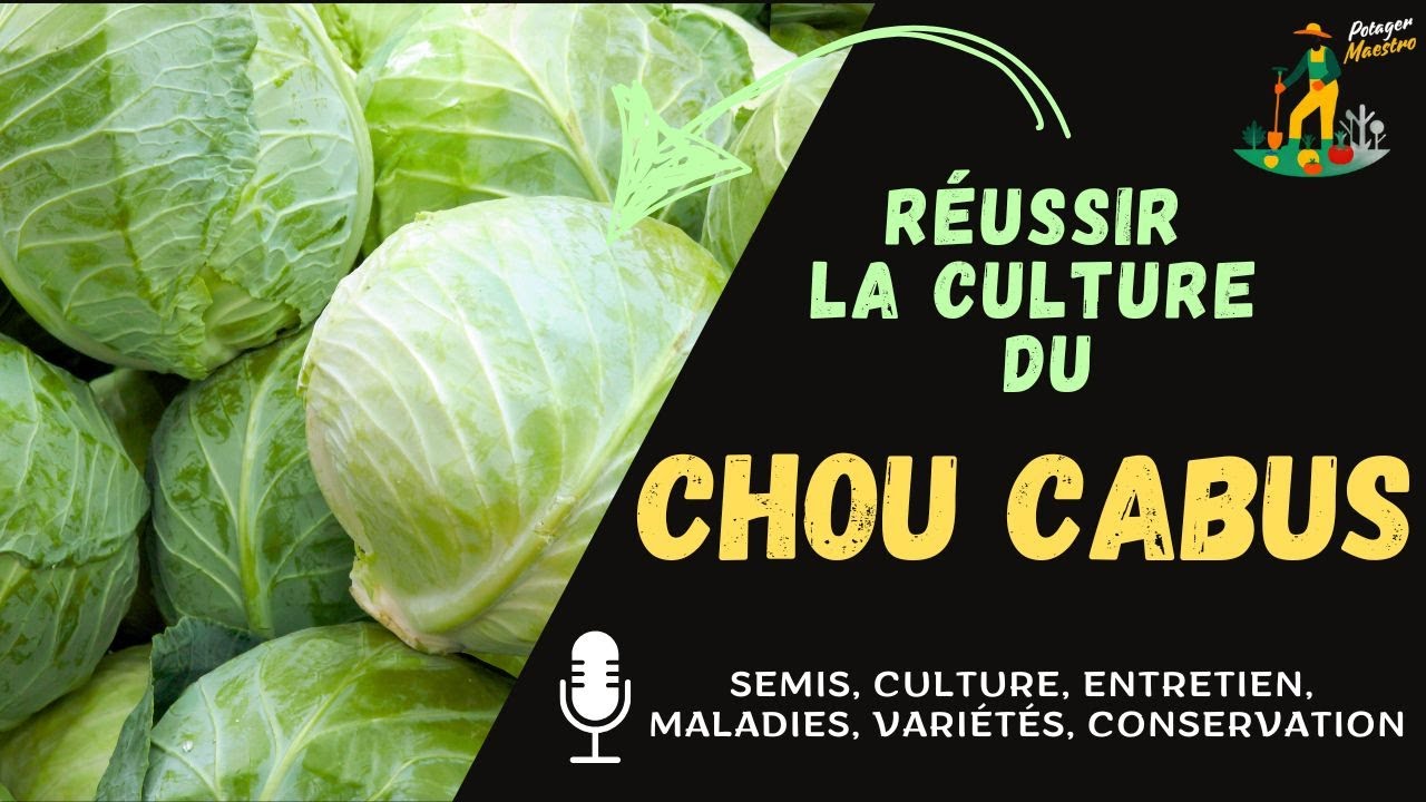 Réussir la culture du chou cabus ou pommé dans votre potager