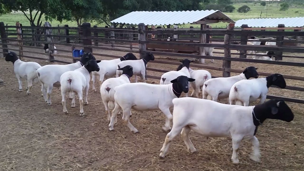 Criação de Ovinos de Corte Dorper