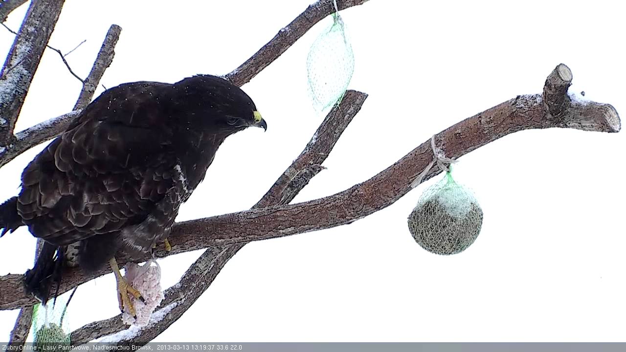 Myszoł&oacute;w zwyczajny (Buteo buteo) kradnie słoninę sikorkom