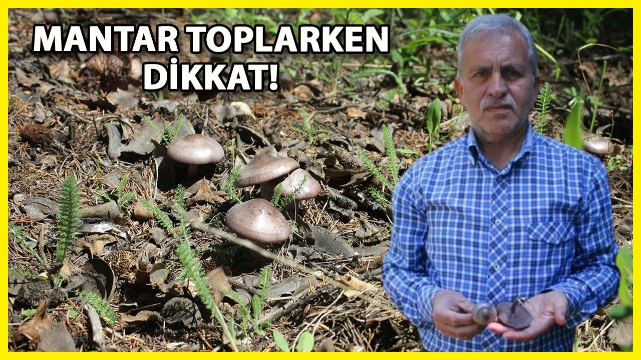 Profesörden 'Ölüm Meleği' Mantarı Uyarısı