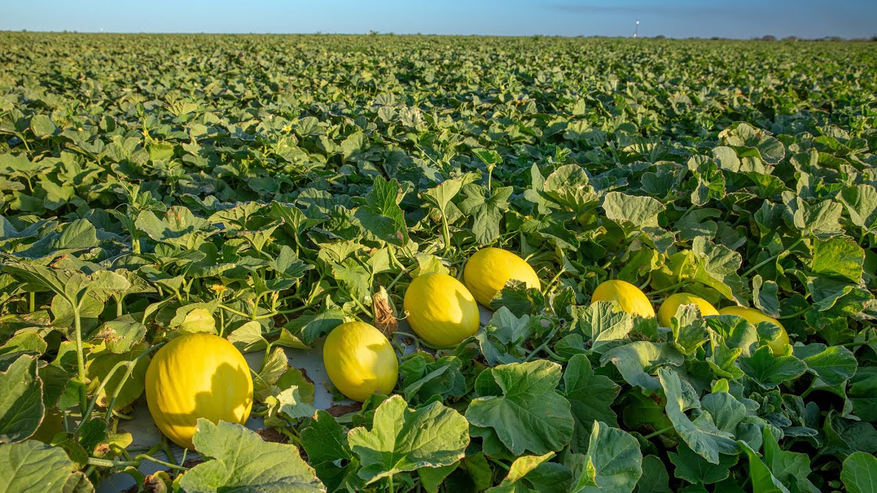MELÃO REI - RIBEIRA DO AMPARO - AGRICULTURA DA BAHIA