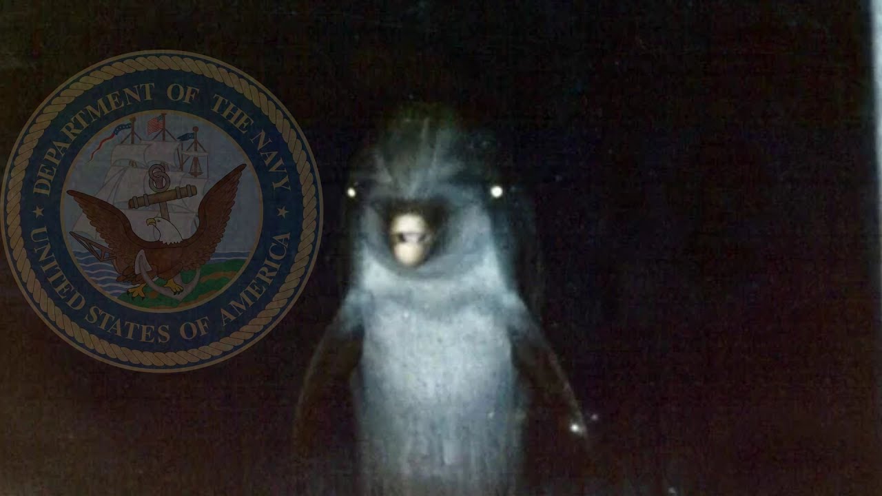 Are Military Trained Dolphins Attacking People at Sea?