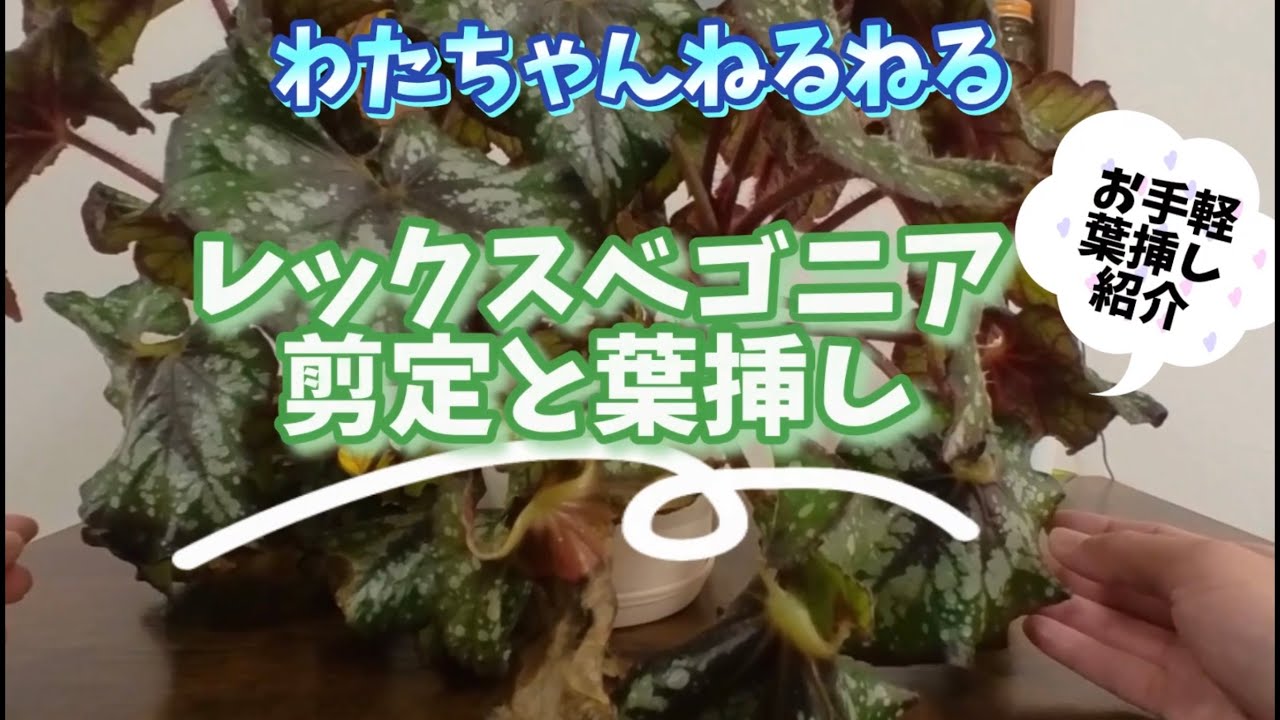 レックスベゴニアの剪定と葉挿し実験【発根促進剤】