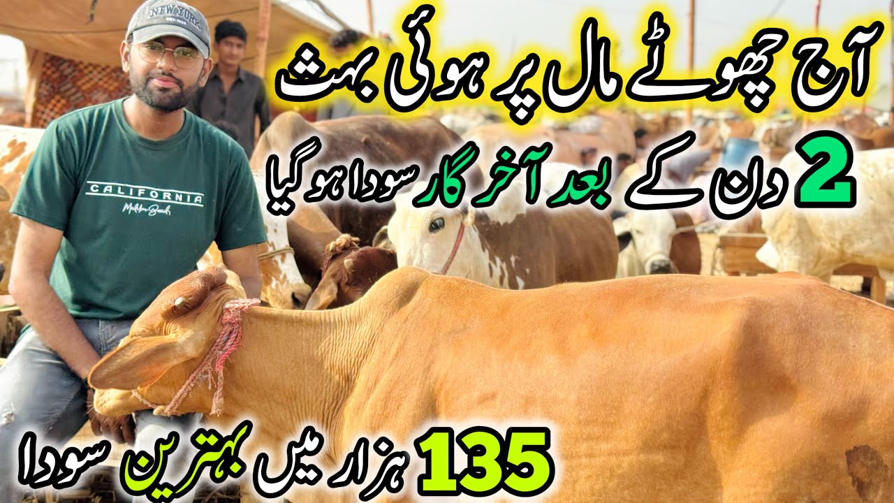 Northern Bypass Mandi Latest Rates And Bargaining | 19 May 2025 | Bakra Eid Season 2025