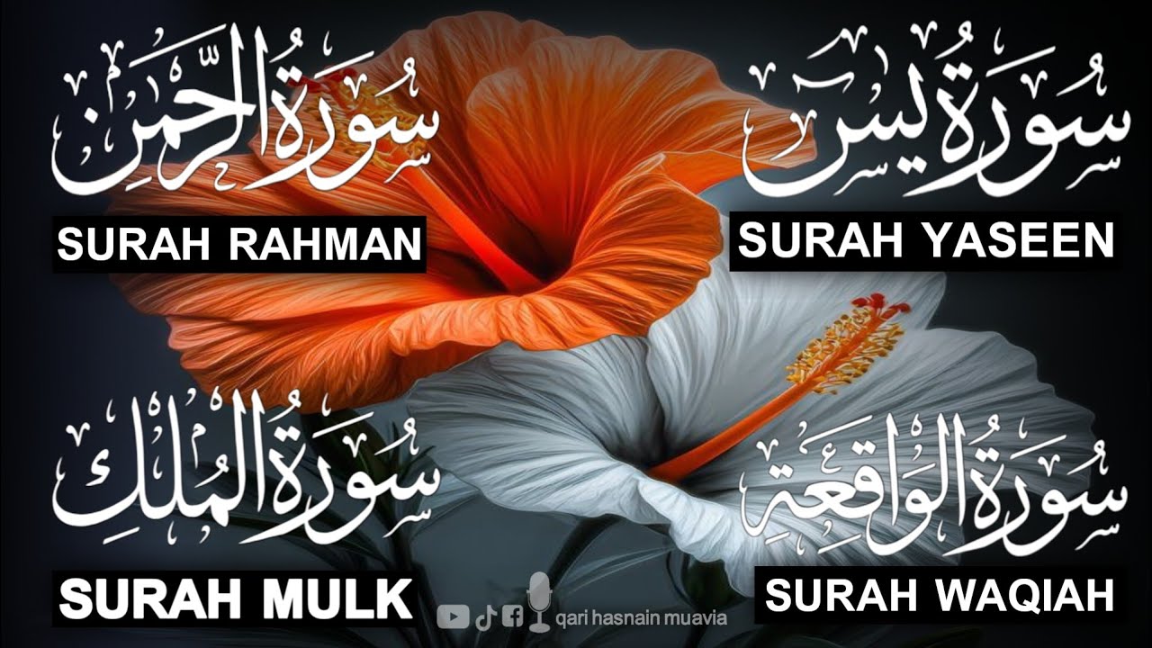 Surah Yasin ❤️ Surah Rahman , Surah Waqiah , Surah Mulk | Ep 313,یس