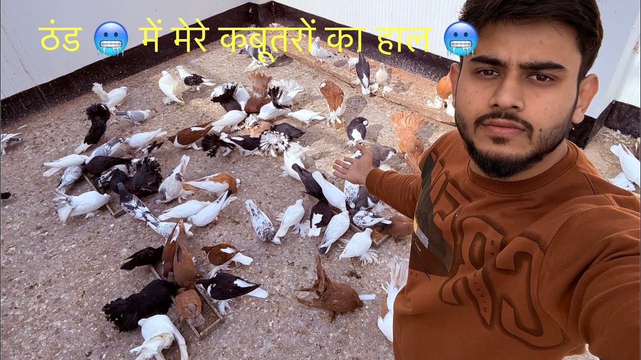 क्या हुआ इतने ठंड 🥶 में मेरे कबूतरो का हाल 🥶