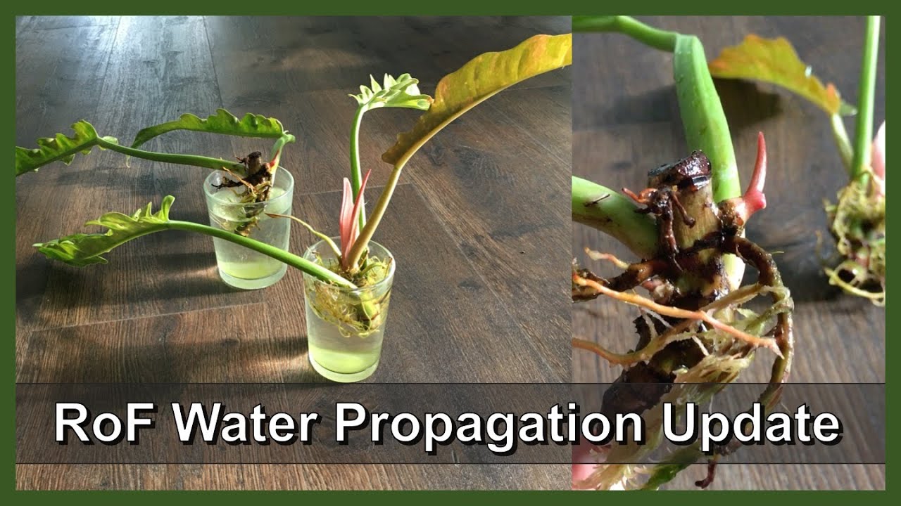 Update | Water Propagation Philodendron Ring of Fire | New Roots and Leaves