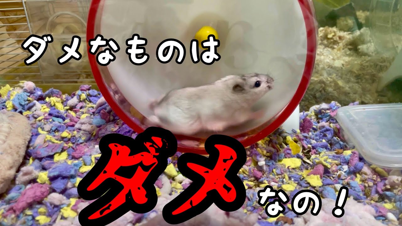 人間は大丈夫でもハムスターは食べちゃダメって食べ物はいっぱいあるんだから