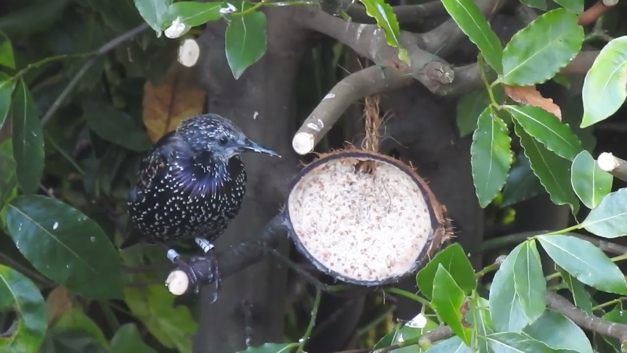 Starlings feeding. Feed the Birds UK 31 08 25
