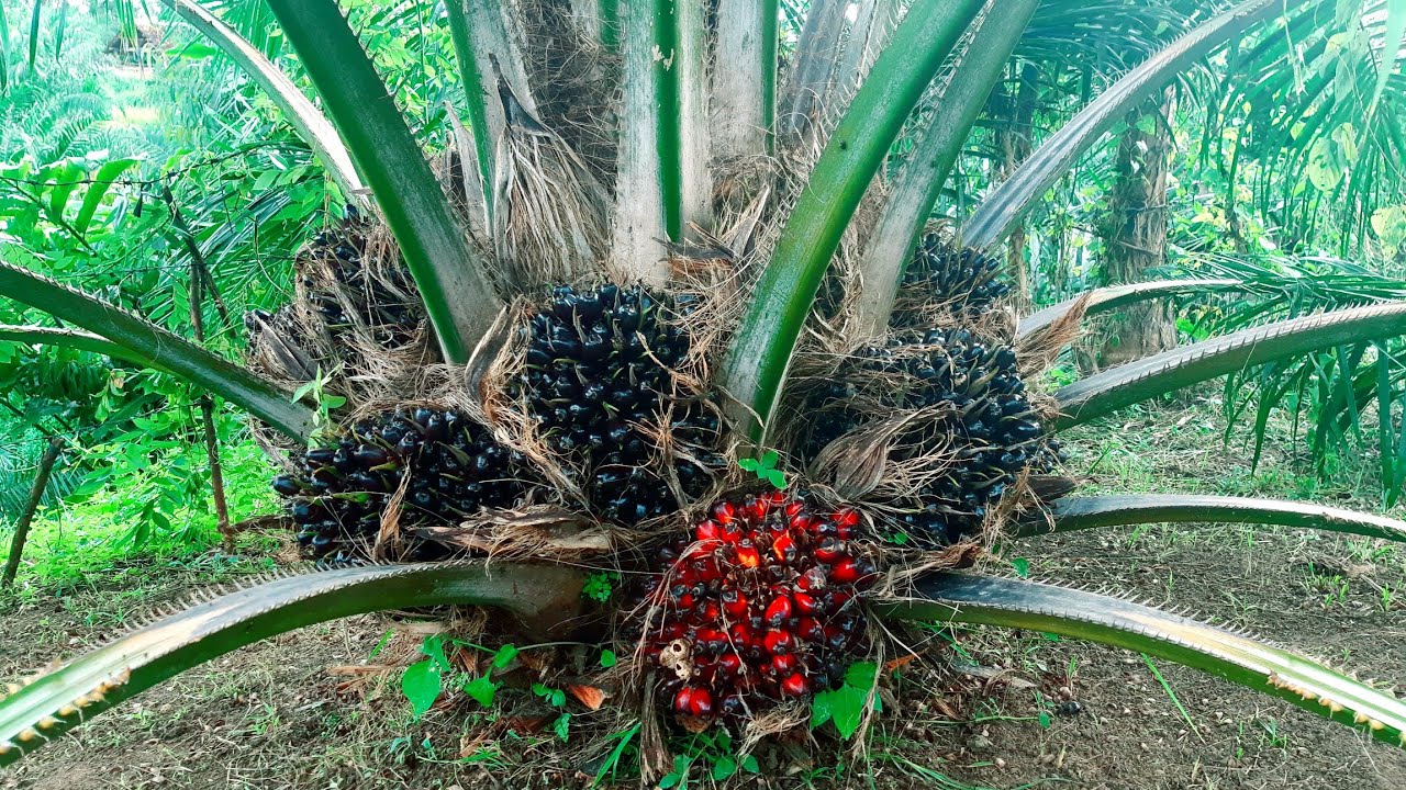 Rotasi 14 Hari, Buahnya Makin Banyak yang Merah-merah
