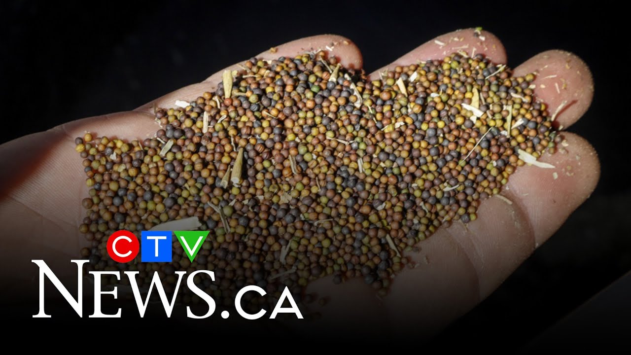 What to know when buying Canadian seeds