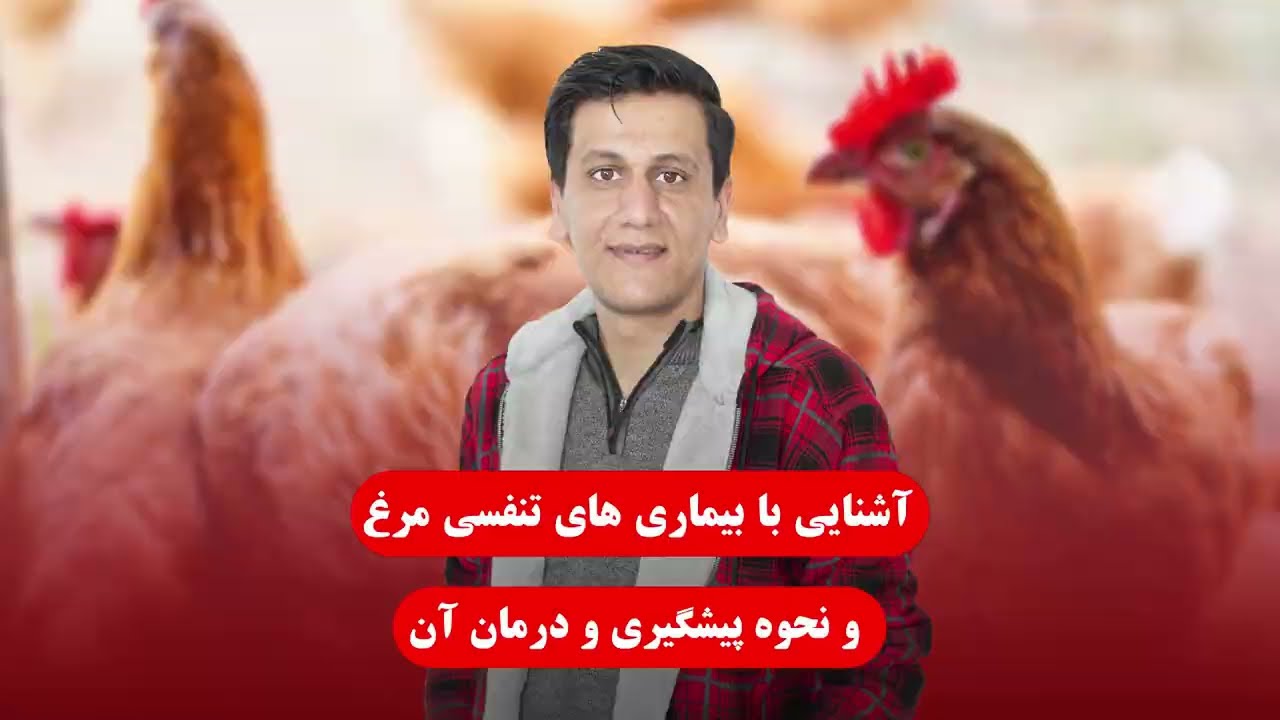 بیماری های تنفسی مرغ | روش های شناسایی و درمان خانگی