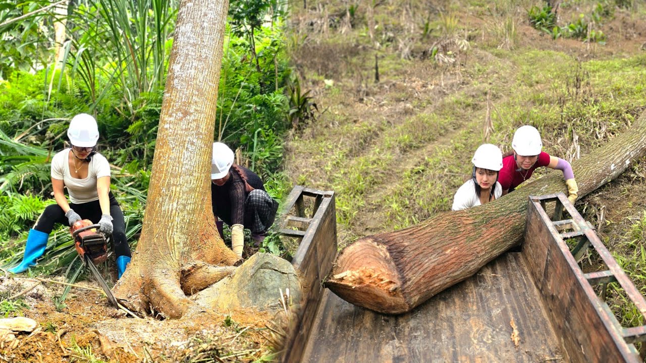 Using agricultural vehicles to harvest giant trees is no easy task.Vietnamese girl #wood #tractor 