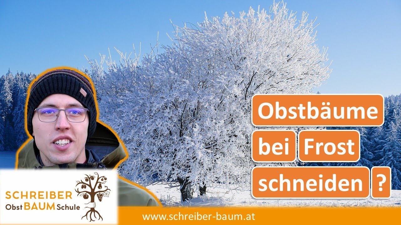 Obstbäume bei Frost schneiden - das musst du beachten!