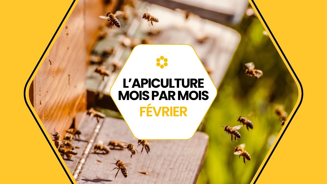 🐝 Conseils apicoles de févirer : que faire au rucher ? #conseils #apiculture  #fevrier #icko